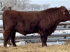 STOCK RIGHT 200 (2 YO Red Angus Bull) 