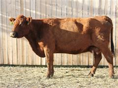 MRCC Annabella Red Angus Bred Cow 