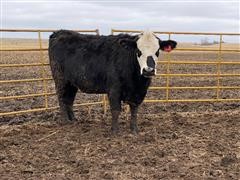 Baldy 2nd Calf Bred Heifers & 1 Hereford (BID PER HEAD) 