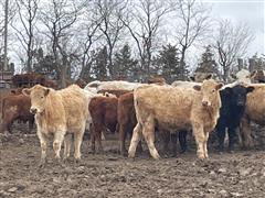 10) Charolais Cross Steers (BID PER LB) 