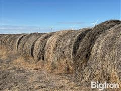 Unharvested 2023 Wheat Feed Crop Bales 