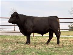LNTCS BowTie 5465 Bull 