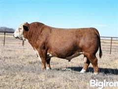 10) S16 9A Hosmer 77E Polled Hereford Bull (BID PER UNIT) 