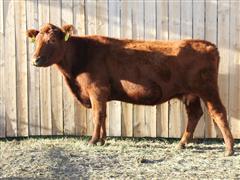 LT Mia 044 7012 Red Angus Bred Cow 