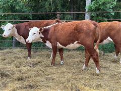 3) Open Hereford Hfrs (BID PER HEAD) 