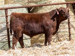 CDBR HXC DEC 942K (AI Sired Growth Bull) 