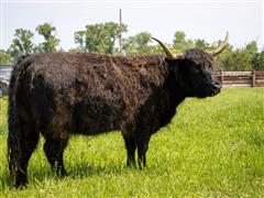 items/bebec19f1604ee11a81c6045bd4ccc74/16yoblkmidsizedminihighlandercow_350ff7d26c6f414cad41e572955b87a9.jpg