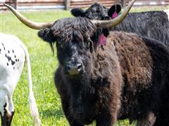 1) 6 YO Blk Mid Sized Mini Highlander Cow 