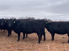 11) Black/Bwf Short Term Comm. Bred Cows (BID PER HEAD) 
