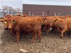 Red Angus Open Replacement Heifers (BID PER HEAD) 