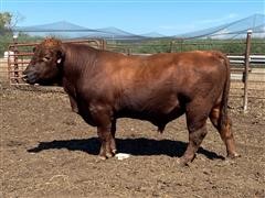 4 Year Old - Red Angus Bull (Redemption) 