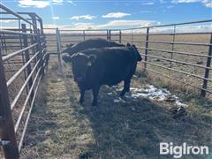 3) Reg. Blk Angus 3 YO Bred Cows (BID PER HEAD) 