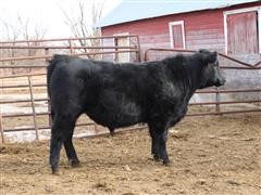 Sim-Angus Bull 