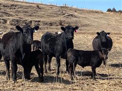 8) Comm. Angus First Calf Heifer Pairs (BID PER PAIR) 