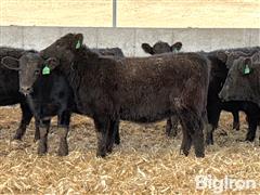 10) Commercial Angus Open Replacement Heifers (Free Unit Of Semen/hd Of TAC Drifter 2.0 L407) (BID PER HEAD) 