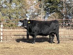 5) Angus 6-7 YO Bred Cows (BID PER HEAD) 