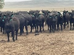 Blk Angus 3-5 Yr Old Bred Cows (BID PER HEAD) 