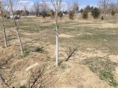 Plains Cottonwood Trees 