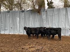 Black Open Heifers 1 (BID PER HEAD) 