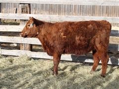 Commercial Red Angus Open Heifer 