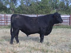 1) Z WU OF MAF C115-L633 Reg Angus Bull 18 Mth Old Bull 