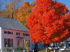 Autumn Blaze Maple Trees 