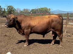 4 Year Old - Red Angus Bull (Oscar) 