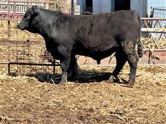 1)PAF Southern Strong D125 (Reg Angus Bull) 