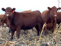 Comm. Red Angus 1st Calf Heifers (BID PER HEAD) 