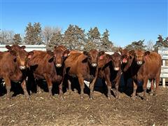 10) Red Angus Bred Heifers(Cross Diamond)(Bred To SRA Bulls) (BID PER HEAD) 