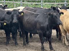 9) Black Angus Bred Heifers (BID PER HEAD) 