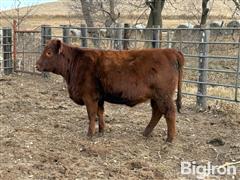 6) Red Angus Open Replacement Heifers (BID PER HEAD) 