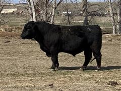 PLG Cowboy Cut 18-152 3 Yr Old Bull 