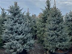 Blue Spruce Trees 