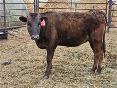 1) Fullblood Registered Wagyu Open Replacement Heifer 
