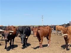 10) 3-7 YO Bred Cows (BID PER HEAD) 