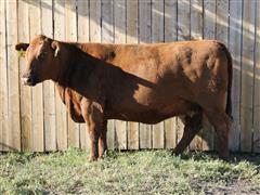 LTH Marie 1205 6107 Red Angus Bred Cow 