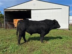 LL PB Limousin (2 Year Old) 646 