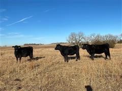 Blk Angus AI Bred Heifers (BID PER HEAD) 