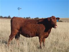 SCMH TAYNA 252 Red Angus Bred Heifer 