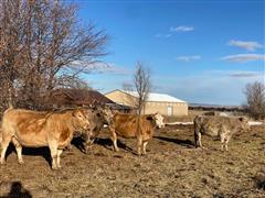 5) ST Charolais Cross Cows Bred To Akaushi Bulls 