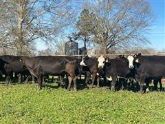 10) Blk Angus 4-5 YO Fall Bred Cows (BID PER HEAD) 