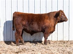 Atomic 36L (Red Angus) 
