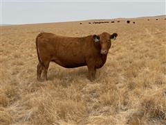 Red Angus 3-5 Yr Old Bred Cows (BID PER HEAD) 