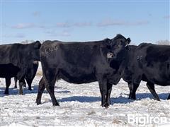 10) Angus 9-10 YO SS Bred Cows (BID PER HEAD) 