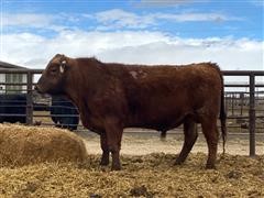 7P 035 Red Angus 2 YO Bull 