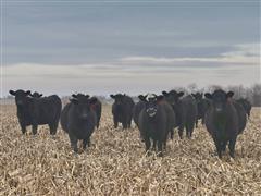 10) Black Bred Heifers (BID PER HEAD) 