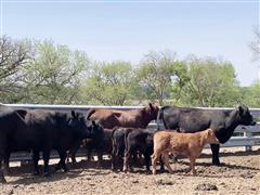 5) 1st Calf Blk & Red Angus Pairs (Potential 3 In 1) (BID PER PAIR) 