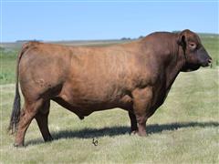 Atomic 360L (Red Angus) 