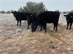 11) Angus 4-6 YO Bred Cows (April- Jun Calvers) (BID PER HEAD) 
